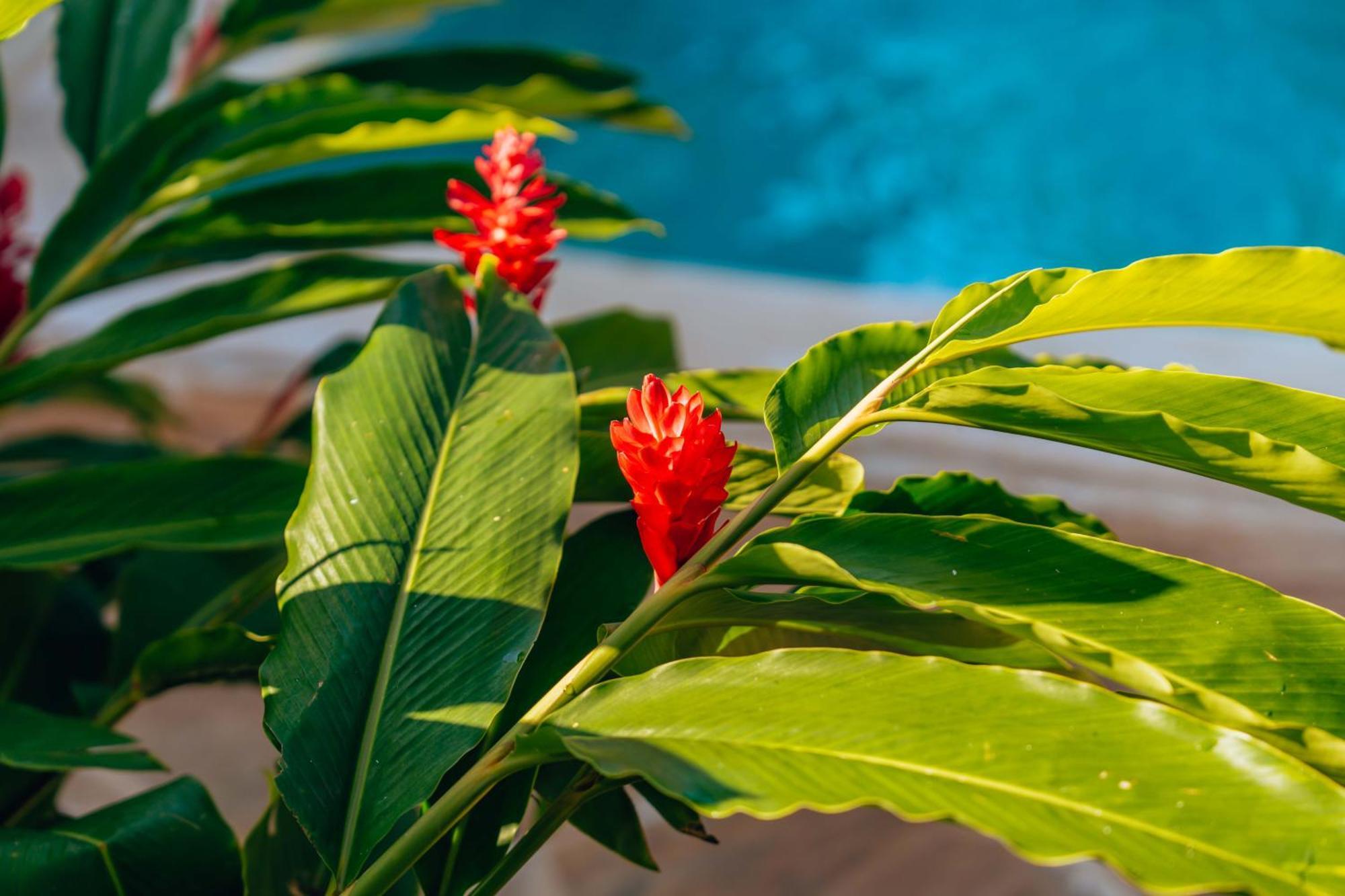 Hotel Hekaya Zanzibar Pingwe Zewnętrze zdjęcie